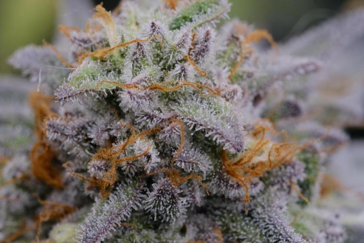 Triangle Project. Week 17