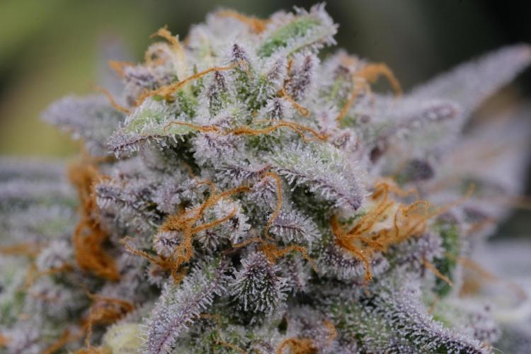 Triangle Project. Week 17