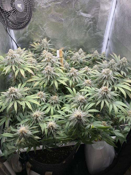 Triangle Project. Week 17 - D117/FD44 20.01.26