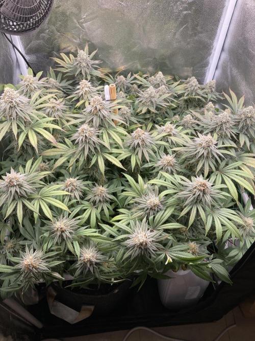 Triangle Project. Week 17 - D118/FD45 21.01.26