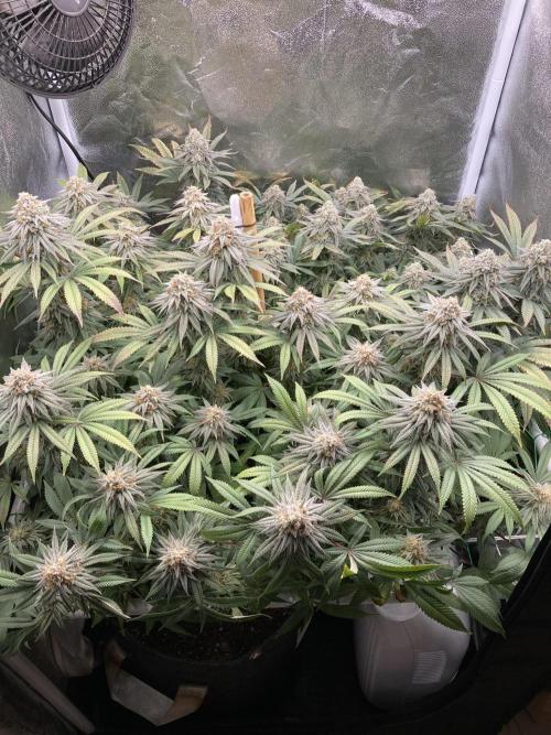 Triangle Project. Week 17 - D119/FD46 22.01.26