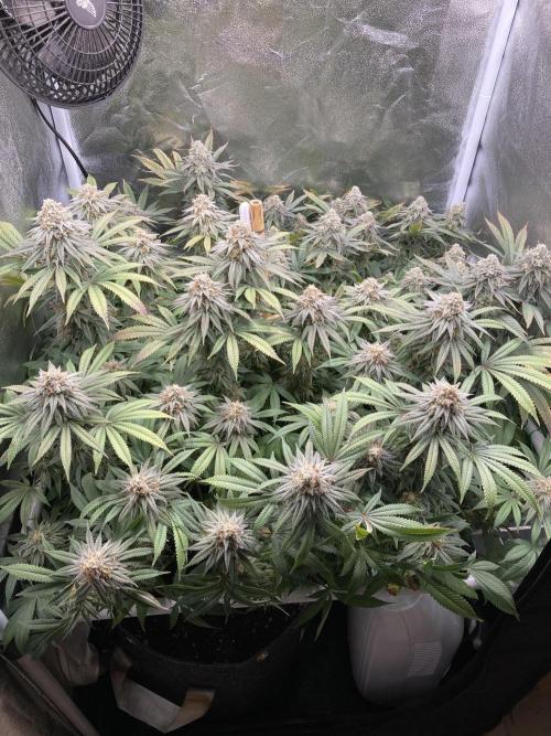 Triangle Project. Week 17 - D120/FD47 23.01.26