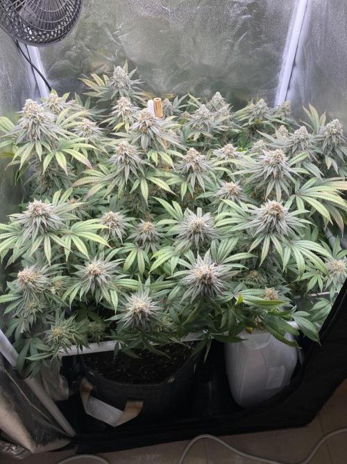 Triangle Project. Week 17 - D121/FD48 24.01.26