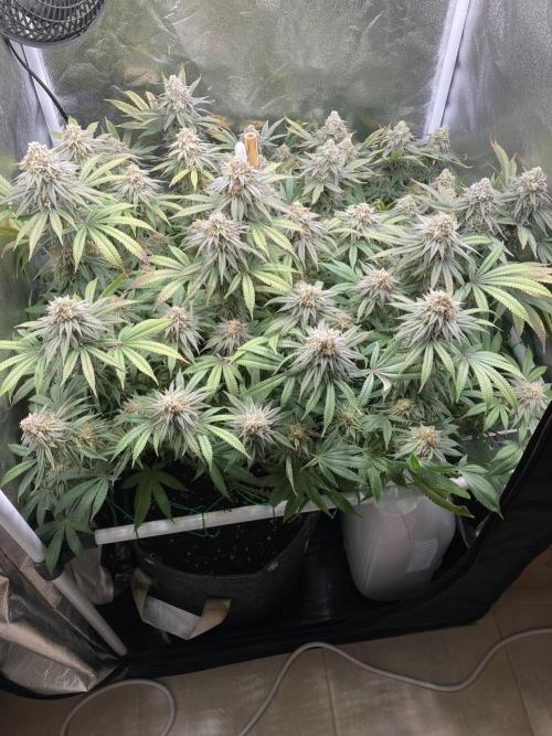 Triangle Project. Week 17 - D122/FD50 25.01.26