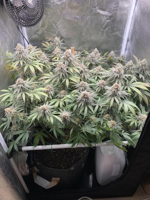 Triangle Project. Week 18 - D123/FD51 26.01.26