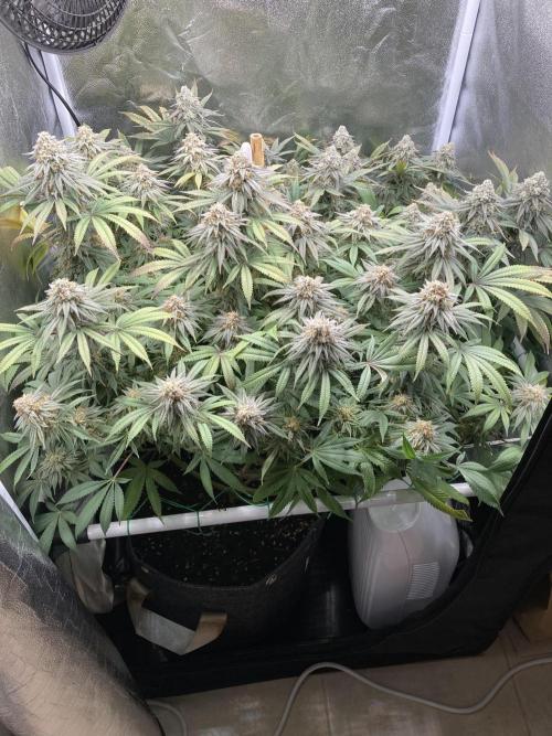 Triangle Project. Week 18 - D124/FD52 27.01.26