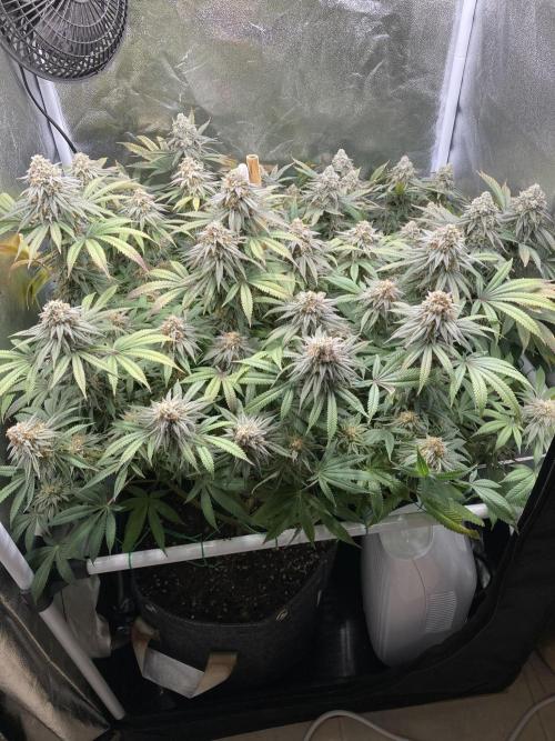 Triangle Project. Week 18 - D125/FD53 28.01.26