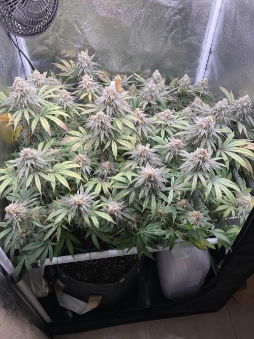 Triangle Project. Week 18 - D127/FD55 30.01.26