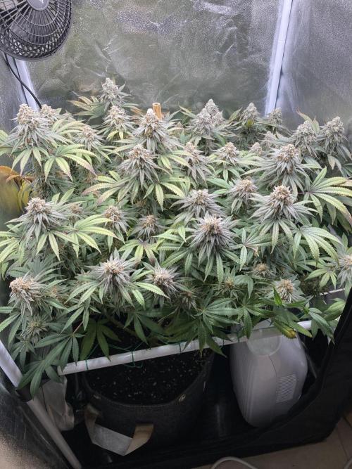 Triangle Project. Week 18 - D128/FD56 31.01.26