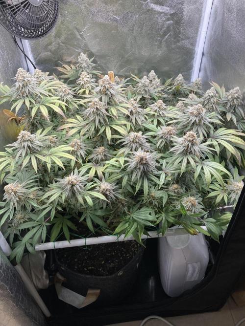 Triangle Project. Week 18 - D129/FD57 01.02.26