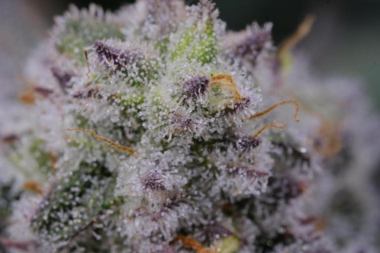 Triangle Project. Week 18