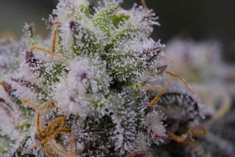 Triangle Project. Week 18