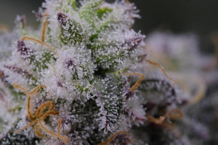 Triangle Project. Week 18