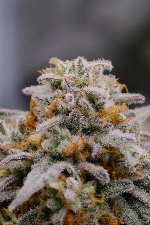 Triangle Project. Week 18