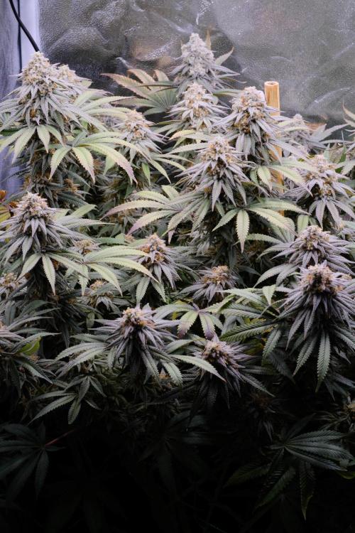 Triangle Project. Week 18