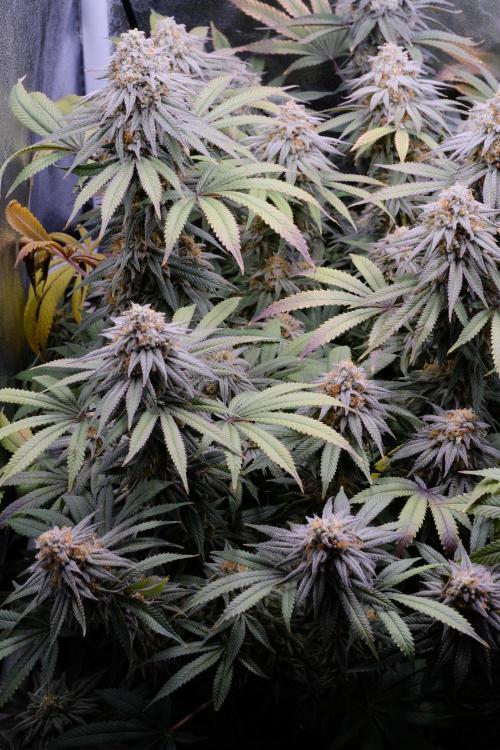 Triangle Project. Week 18