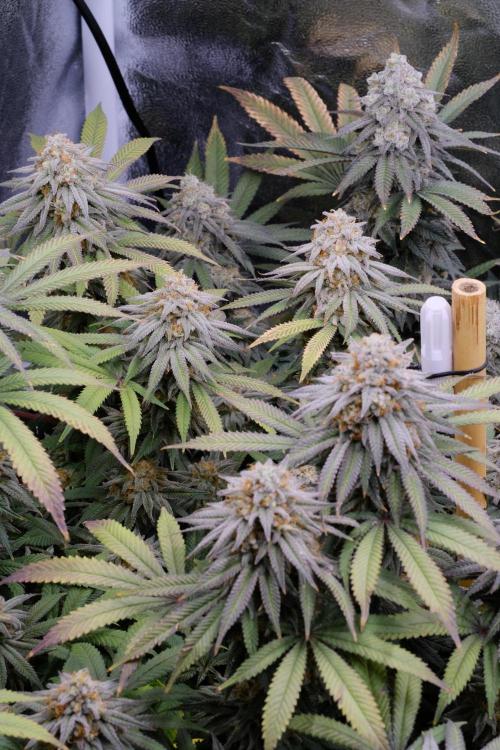 Triangle Project. Week 18