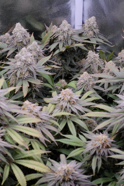 Triangle Project. Week 18