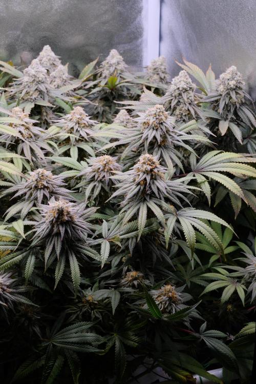 Triangle Project. Week 18