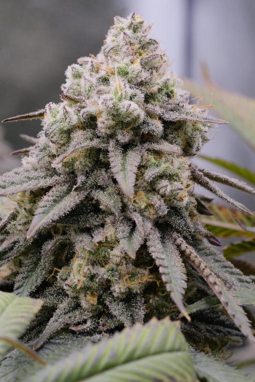 Triangle Project. Week 18