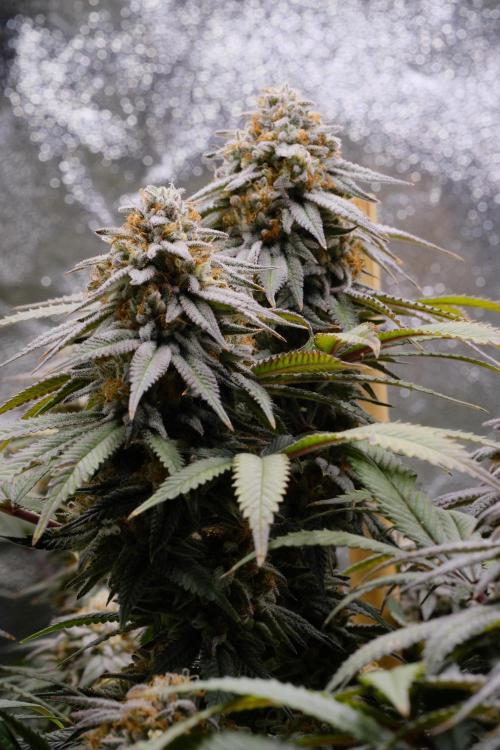 Triangle Project. Week 18