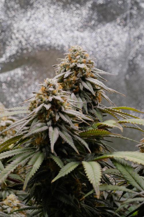 Triangle Project. Week 18