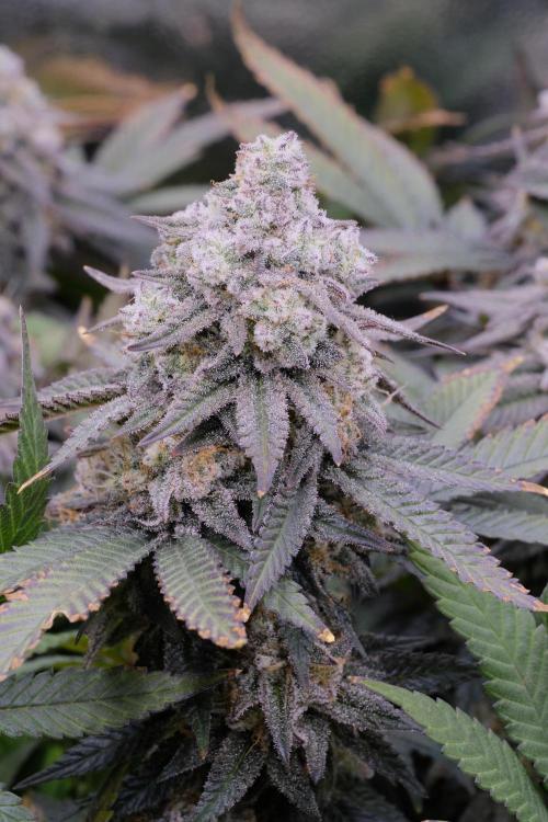 Triangle Project. Week 18