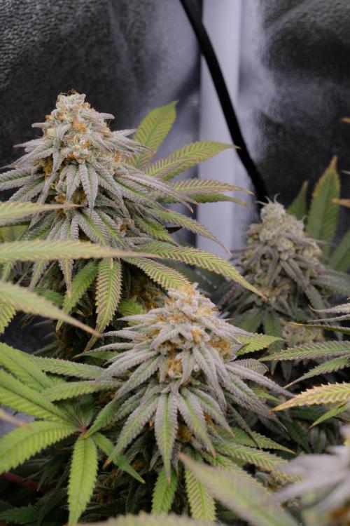 Triangle Project. Week 18