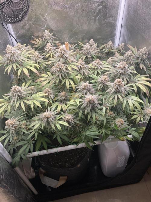 Triangle Project. Week 19 - D130/FD58 02.02.26