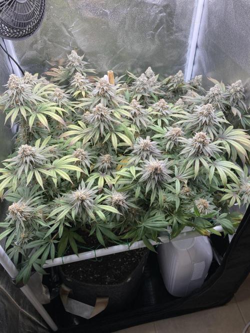 Triangle Project. Week 19 - D131/FD59 03.02.26