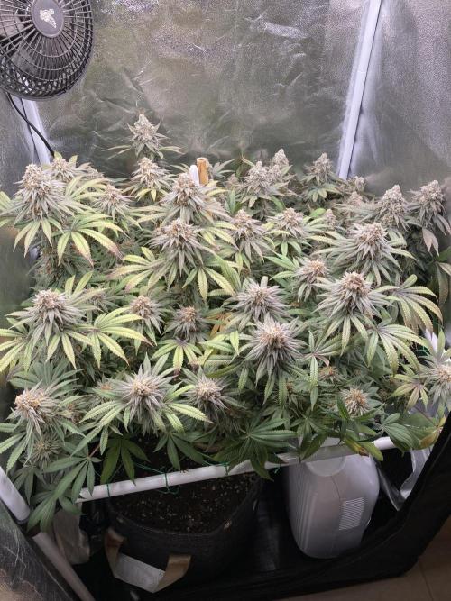 Triangle Project. Week 19 - D132/FD60 04.02.26