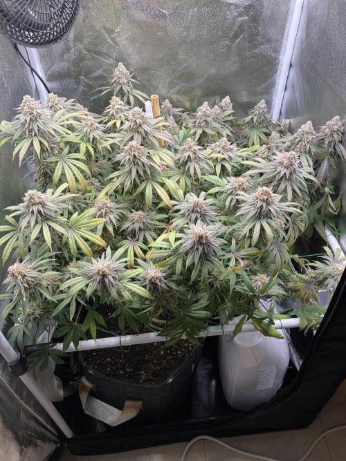 Triangle Project. Week 19 - D133/FD61 05.02.26