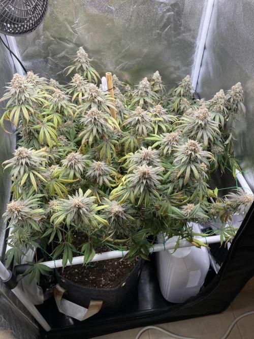 Triangle Project. Week 19 - D134/FD62 06.02.26