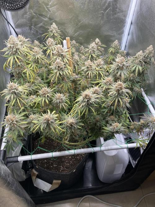 Triangle Project. Week 19 - D135/FD63 07.02.26