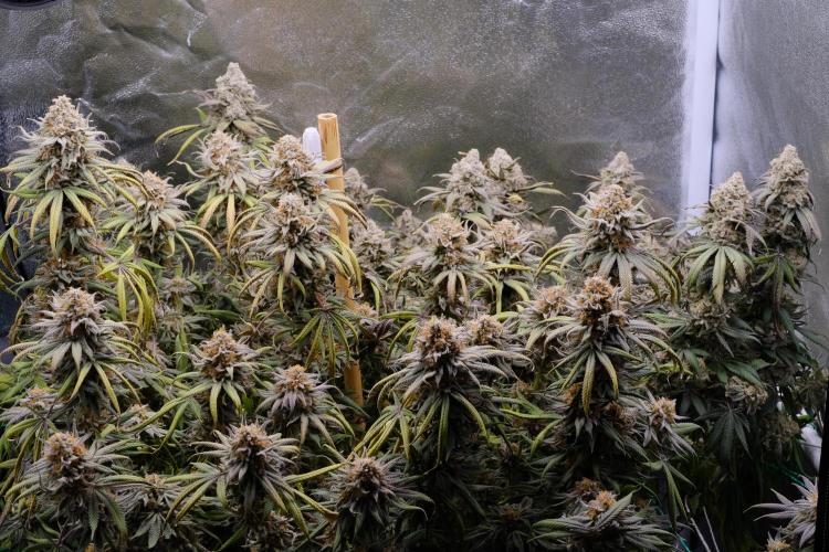 Triangle Project. Week 19