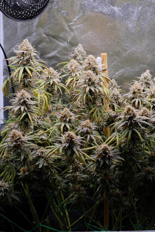 Triangle Project. Week 19