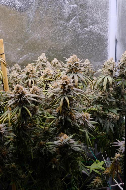 Triangle Project. Week 19