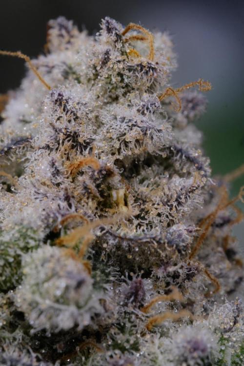 Triangle Project. Week 19