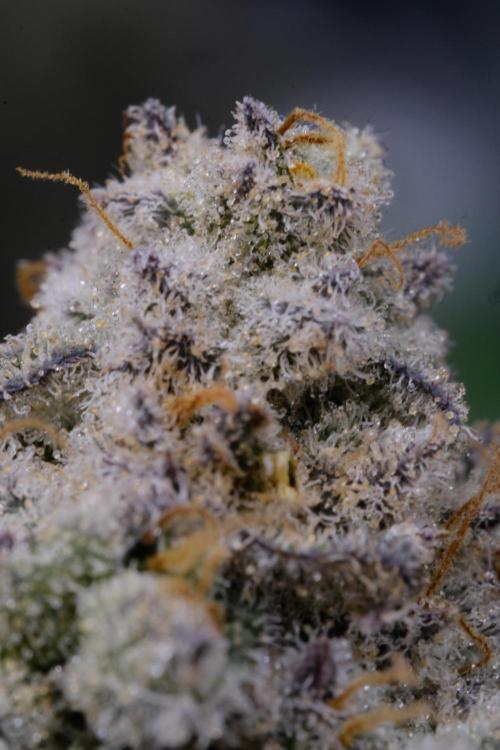 Triangle Project. Week 19