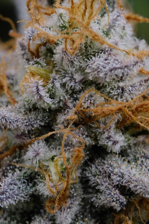 Triangle Project. Week 19