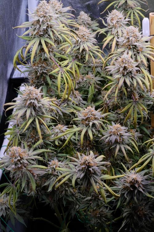 Triangle Project. Week 19