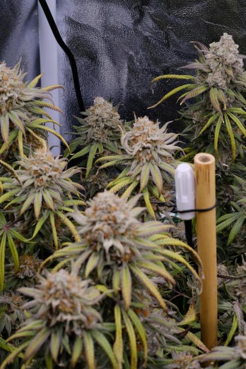 Triangle Project. Week 19