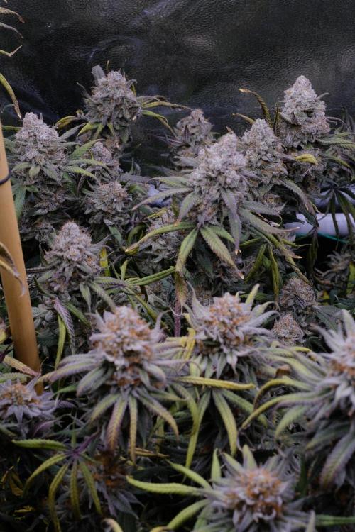 Triangle Project. Week 19