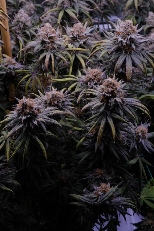 Triangle Project. Week 19