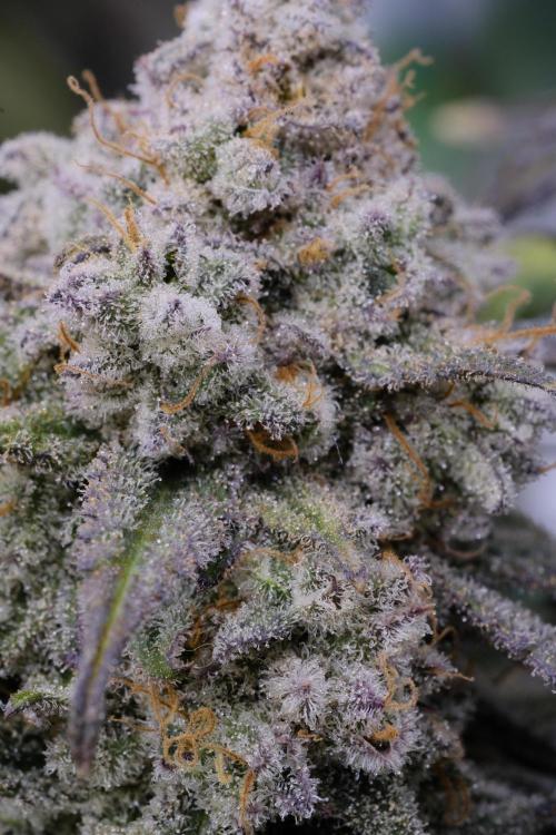 Triangle Project. Week 19