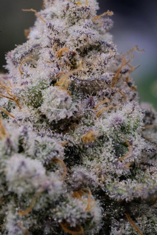 Triangle Project. Week 19