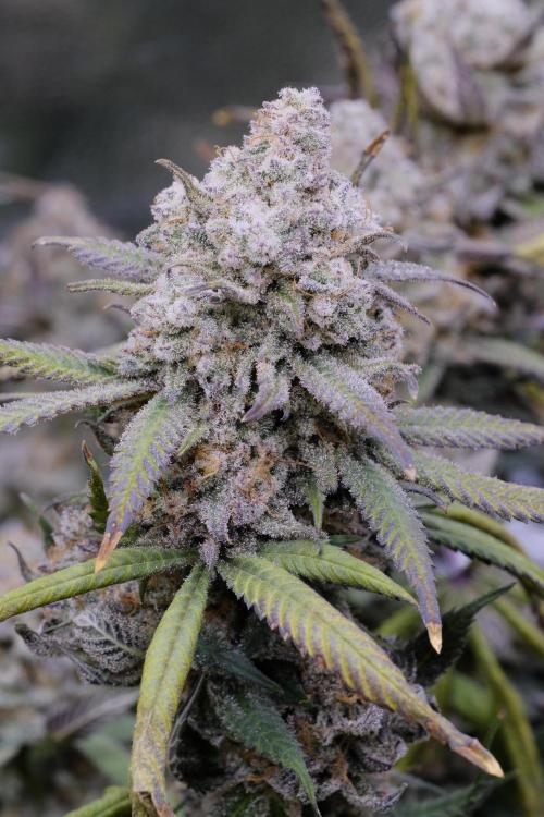 Triangle Project. Week 19