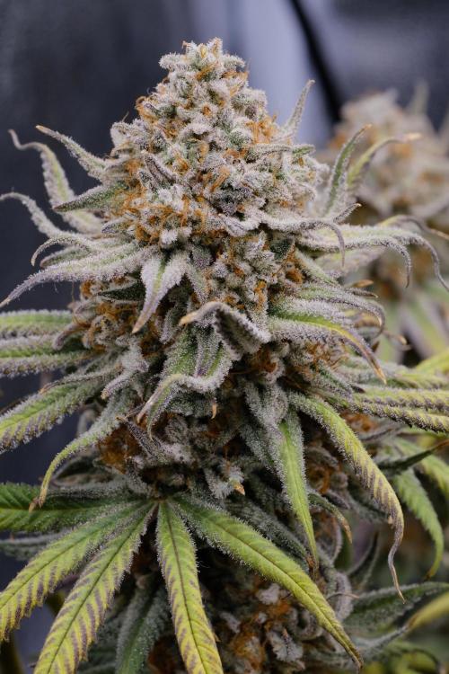 Triangle Project. Week 19