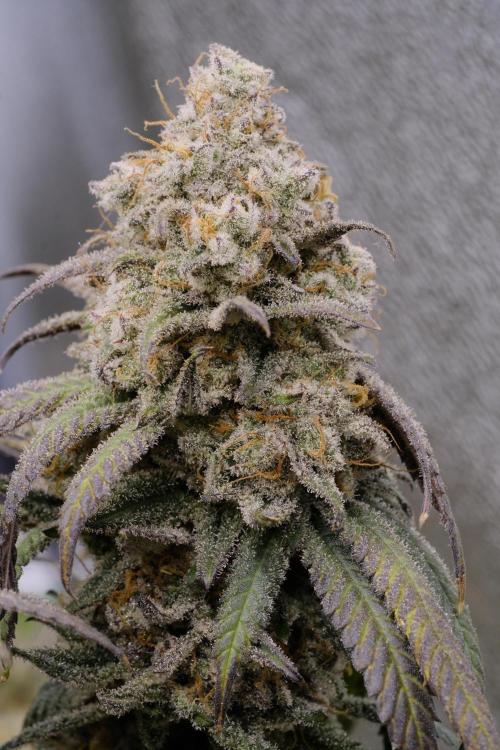 Triangle Project. Week 19