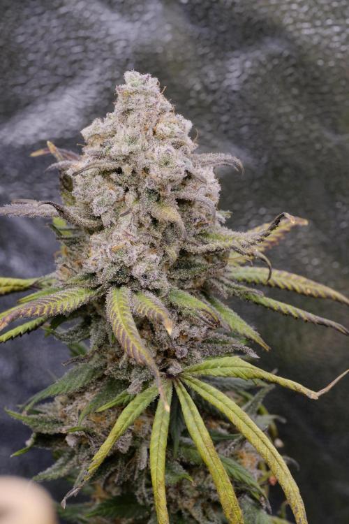 Triangle Project. Week 19